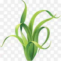 一颗芦苇-空若网 一颗芦苇-空若网