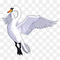 矢量白天鹅-空若网 矢量白天鹅-空若网