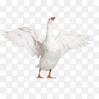 白天鹅-空若网 白天鹅-空若网