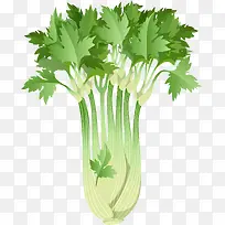 手绘西芹矢量图-空若网 手绘西芹矢量图-空若网