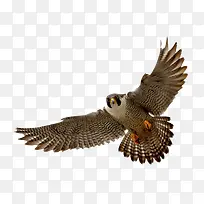 �о޴���Ĳ�ӥ-������