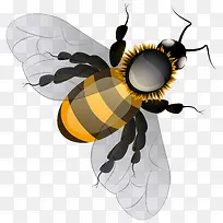 有毒的大黄蜂-空若网 有毒的大黄蜂-空若网