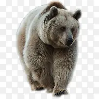 动物黑瞎子黑熊png-空若网 动物黑瞎子黑熊png-空若网