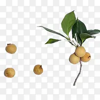 可爱龙眼-空若网 可爱龙眼-空若网