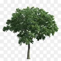 大叶桉树图片素材-空若网 大叶桉树图片素材-空若网