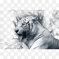 凶猛的白虎-空若网 凶猛的白虎-空若网