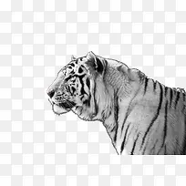 凶猛的白虎-空若网 凶猛的白虎-空若网