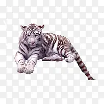 白色的老虎-空若网 白色的老虎-空若网