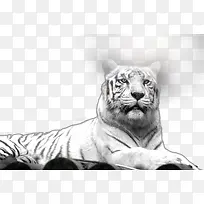 凶猛的白虎-空若网 凶猛的白虎-空若网