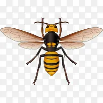 蜜蜂背面矢量素材-空若网 蜜蜂背面矢量素材-空若网