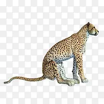 蹲着的猎豹免抠-空若网 蹲着的猎豹免抠-空若网