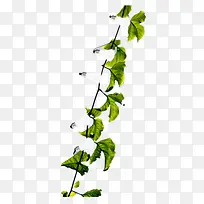 ��Ҷ-������