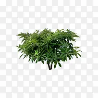 ��Ǯ��֦��-������