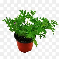 驱蚊草盆栽-空若网 驱蚊草盆栽-空若网