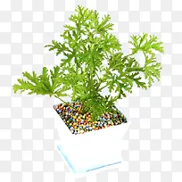 驱蚊草盆栽-空若网 驱蚊草盆栽-空若网