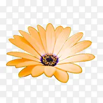 ��ɫ��̫����-������