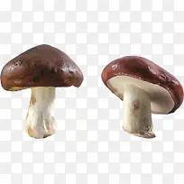 花菇-空若网 花菇-空若网