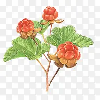 水彩花-空若网 水彩花-空若网