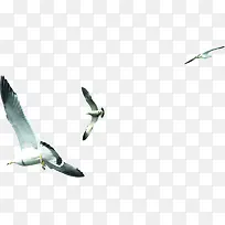 ��Ӱ�ȼ����ĺ�Ÿ-������