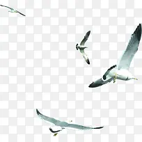 创意摄影海边度假区的海鸥-空若网 创意摄影海边度假区的海鸥-空若网