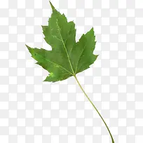 ��ɫ����ͩҶ����ز�-������