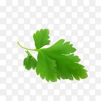 ʸÁ¿ÂÌÉ«ÇåÎúÊß²ËÇÛ²ËÒ¶-¿ÕÈôÍø ʸÁ¿ÂÌÉ«ÇåÎúÊß²ËÇÛ²ËÒ¶-¿ÕÈôÍø