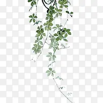 ��ɫ��֦��������-������