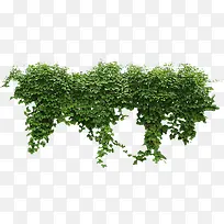 树叶-空若网 树叶-空若网