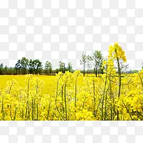 卡通手绘黄色油菜花-空若网 卡通手绘黄色油菜花-空若网