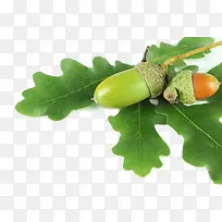 橡树果子-空若网 橡树果子-空若网