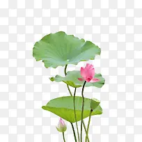 ��Ӱͼ ����-������