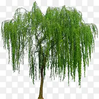 Ê÷Ä¾ÔªËØËØ²Ä-¿ÕÈôÍø Ê÷Ä¾ÔªËØËØ²Ä-¿ÕÈôÍø