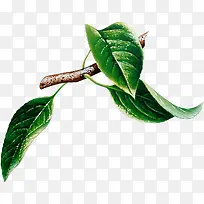 深绿树枝-空若网 深绿树枝-空若网