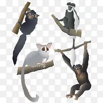 猿猴猩猩-空若网 猿猴猩猩-空若网