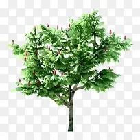 树 树木 木 植物-空若网 树 树木 木 植物-空若网