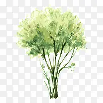 树 树木-空若网 树 树木-空若网