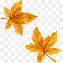 ��ͨ�ֻ�ݻ���Ҷ-������