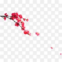 梅花树枝-空若网 梅花树枝-空若网