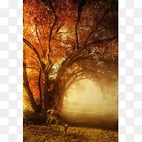 橙色光线光源深林-空若网 橙色光线光源深林-空若网