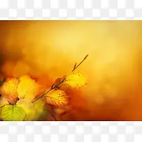 梦幻树叶背景-空若网 梦幻树叶背景-空若网