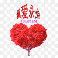 真爱永恒-空若网 真爱永恒-空若网