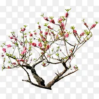 高清摄影春天的桃花开放-空若网 高清摄影春天的桃花开放-空若网