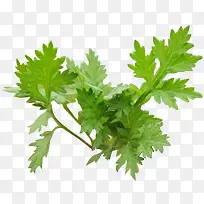 端午节的艾草-空若网 端午节的艾草-空若网