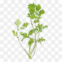 植物艾叶草-空若网 植物艾叶草-空若网
