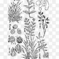 线描艾叶草-空若网 线描艾叶草-空若网