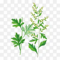 艾叶草彩色素描-空若网 艾叶草彩色素描-空若网