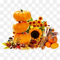 南瓜向日葵素材-空若网 南瓜向日葵素材-空若网