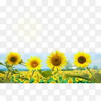 ���տ��ֲ�PSD�ز�-������