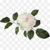 花卉矢量素材花卉矢量图素材-空若网 花卉矢量素材花卉矢量图素材-空若网