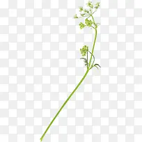 花卉线描花草矢量素材-空若网 花卉线描花草矢量素材-空若网